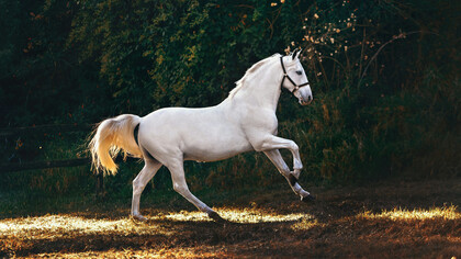 Le cheval blanc devient véhicule d’Espérance, portant l’élan d’un exil volontaire