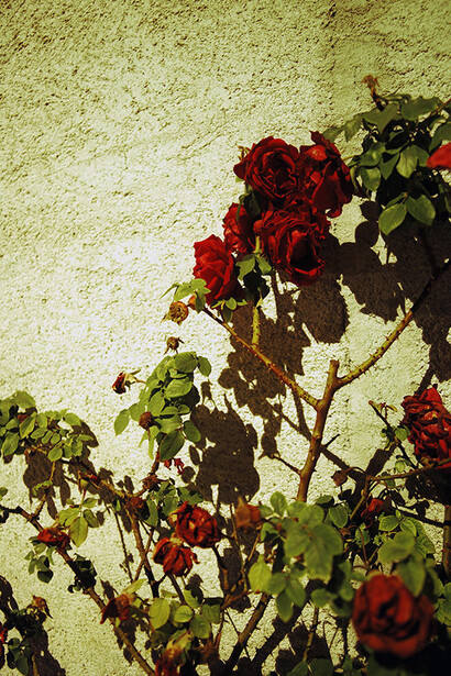 Rachel Louise Brown, A Chorus of Roses