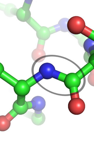 Une liaison peptidique (entourée) entre Leu et Thr dans une structure protéique. Vert = carbone, rouge = oxygène, bleu = azote. Les atomes d'hydrogène sont omis pour plus de clarté, 20 octobre 2007