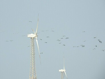 Em meio às turbinas, o voo das aves revela como a infraestrutura energética passa a fazer parte de ambientes utilizados pela fauna. O planejamento dos parques eólicos precisa considerar também os espaços de alimentação, deslocamento e reprodução das espécies