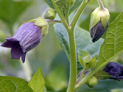 Il fiore della Atropa belladonna