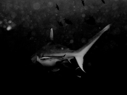 Los elasmobranquios conforman una subclase dentro de los peces cartilaginosos o condrictios que comprende, entre otros, los tiburones  y las rayas 