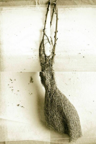 Laurie Rubin, Sticks Weaver Bird Nest From India, 4-panel photograph, 26 x 38 inches
