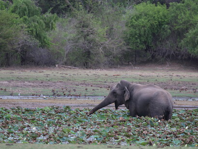 Kumana National Park is a patchwork of lakes and scrub forest with elephants and leopards © Gehan de Silva Wijeyeratne