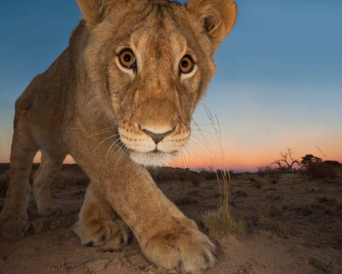 Wildlife Photographer of the Year. Courtesy of ROM 