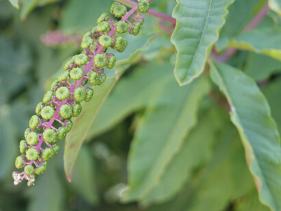 Valle del Tiétar. Vegetación autóctona. Foto: Patricia Rodríguez Wagner