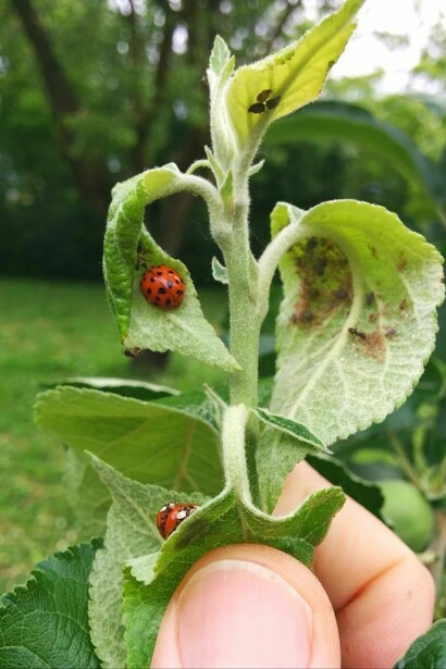 Insetticidi naturali