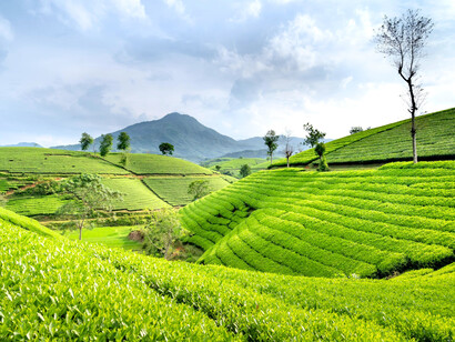 Rolling tea fields, symbolizing the export crops that bring revenue but not always food security