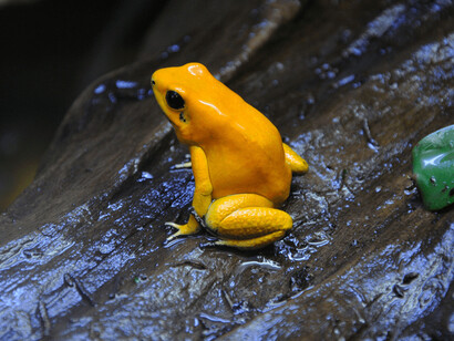 Vivario Explora. Courtesy of Parque Explora