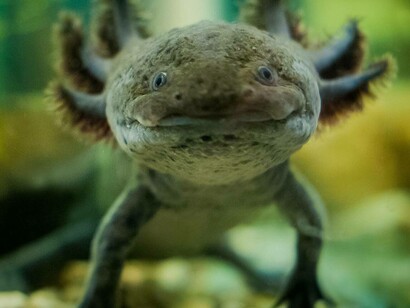 L'axolotl, noto anche come salamandra messicana (Ambystoma mexicanum), è una salamandra neotenica, strettamente imparentata con la salamandra tigre