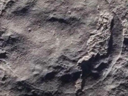 Impronta di Quaestio simpsonorum