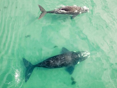 As primeiras baleias verdadeiras eram criaturas bem distintas das atuais, tinham corpos pouco hidrodinâmicos que lhes conferiam um visual estranho. As mais antigas possuíam patas que permitiam voltar à terra, e ao que indicam as evidências, deviam restringir sua presença apenas a locais de água doce dos rios e lagos e não chegavam ao mar aberto
