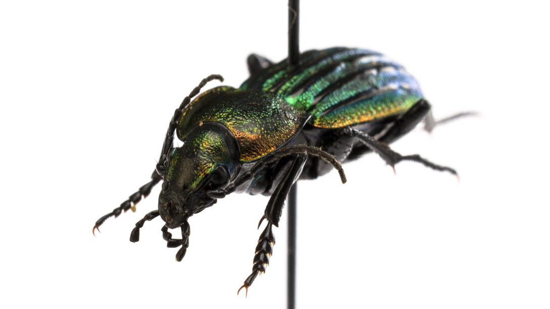Insects. Courtesy of Tadas Ivanauskas Zoological Museum