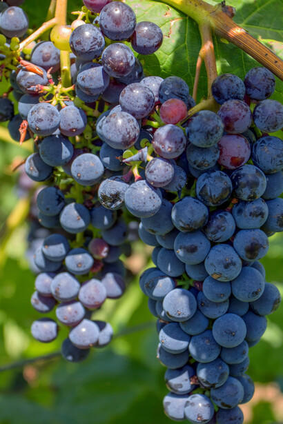 A view of Tazzelenghe grape bunches hanging on the vine