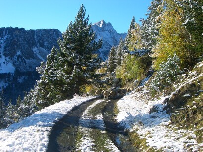 La ganadería tradicional sigue activa en el Parque Nacional. Foto: Arxiu del Parc Nacional d’Aigüestortes i Estany de Sant Maurici