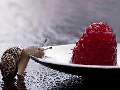 Vivere con lentezza