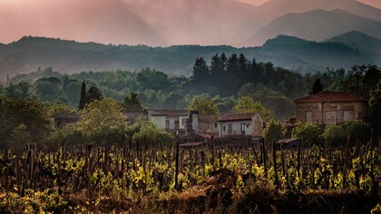 The vineyards in the volcanic region of Sicily, Italy