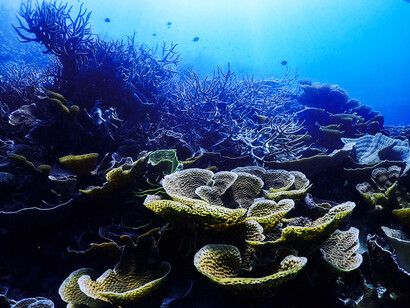 En los 80 el buque Oceanográfico Guaiquerí recorría cada mes el Golfo de Cariaco y toda el área circundante del estado Sucre