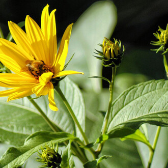 Dal mito al principio curativo. Courtesy of Municipio di Pesaro