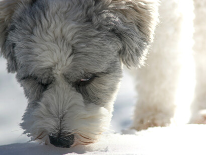 Christmas carols in English first appear in 1426