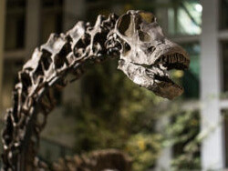 Paleolab. Courtesy of Carnegie Museum of Natural History