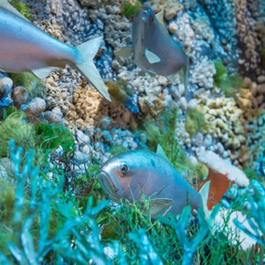 Marine Life in the Putnam Family Gallery. Courtesy of Harvard Museum of Natural History