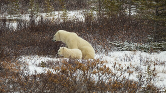 Orsi polari a Churchill, Manitoba
