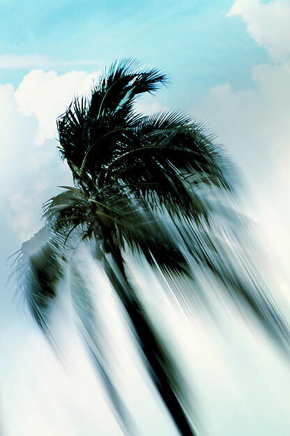 Untitled (Coconut Tree), Piotr Uklański
(Polish, born Warsaw 1968), Date: 1998, detail