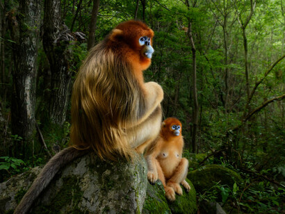 Wildlife Photographer of the Year. Courtesy of ANMM