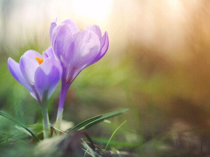 Primavera, passaggio dallo Yin allo Yang