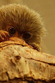 Pequeno macaco se esconde de predadores 