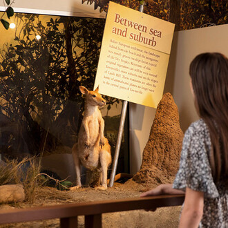 At home in the tropics, exhibition view. Courtesy of Queensland Museum Tropics