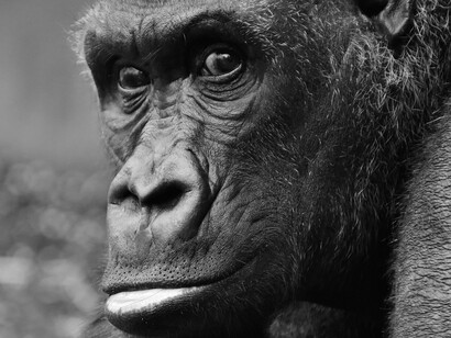 L’uomo con le scimmie ha molte affinità