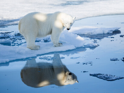 Los osos polares se dejan ver en distintos puntos de las islas Svalbard