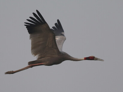 Sarus Crane, the tallest flying bird in the world © Gehan de Silva Wijeyeratne