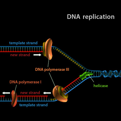 Self-replication of DNA