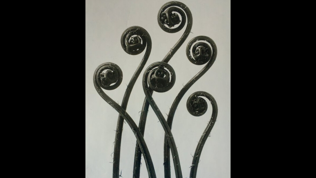 Karl Blossfeldt. Courtesy of Museo Thyssen-Bornemisza