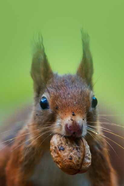 Another leprosy "plague-spreader" appears to be the red squirrel