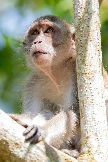 Le scimmie sono capaci di trasferire delle loro vecchie conoscenze su problemi nuovi e diversi da risolver