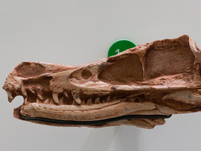 Hall of Saurischian Dinosaurs. Courtesy of American Museum of Natural History