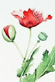 "Papaver Somniferum", acquerello
