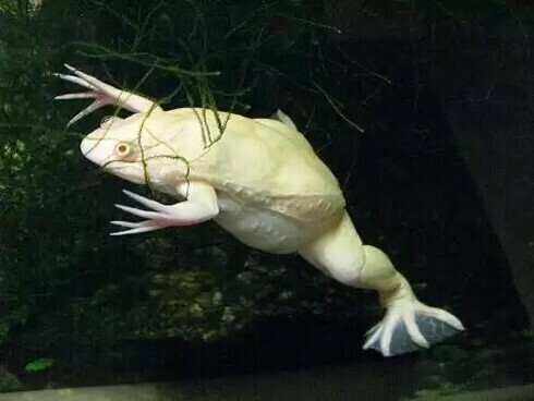 Fueron hechos a partir de células madre de la rana con garras africana «Xenopus laevis». Por eso, se les conoce como «xenobots»