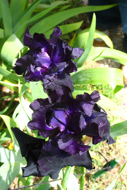 Black Iris, Monet's Garden, Giverny, France © nikoretro