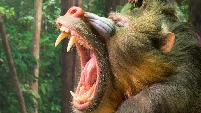 Monkeys. Courtesy of Royal Belgian Institute of Natural Sciences