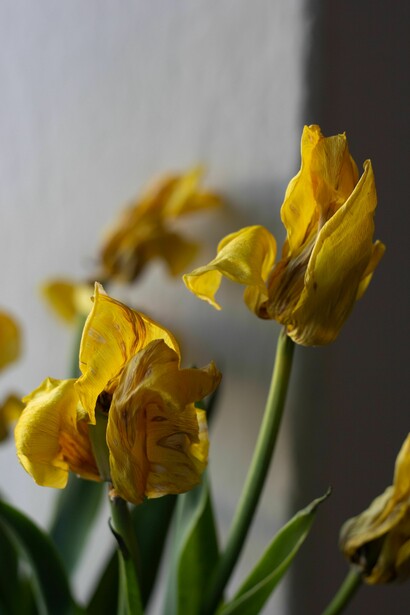 Close-up of fading yellow tulips, capturing the delicate beauty found in decay