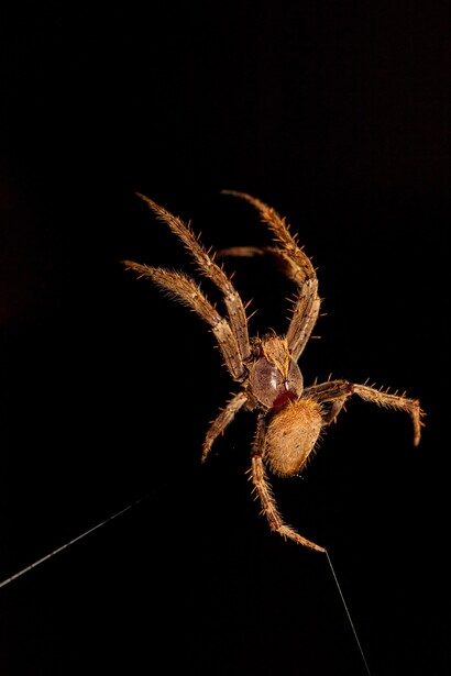 Tanta bravura è il frutto di un’esperienza che vanta quattrocento milioni di anni 