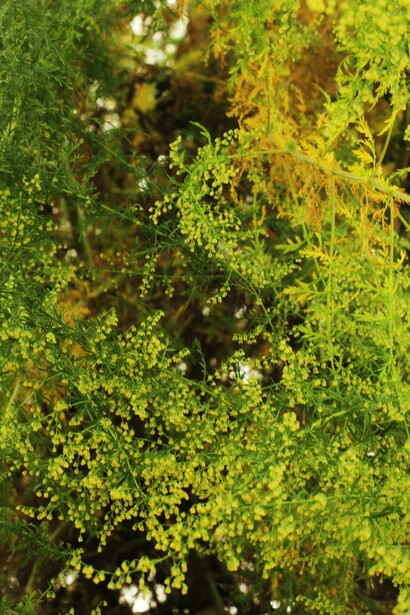 Artemisa. Foto: Sabrina Guitart