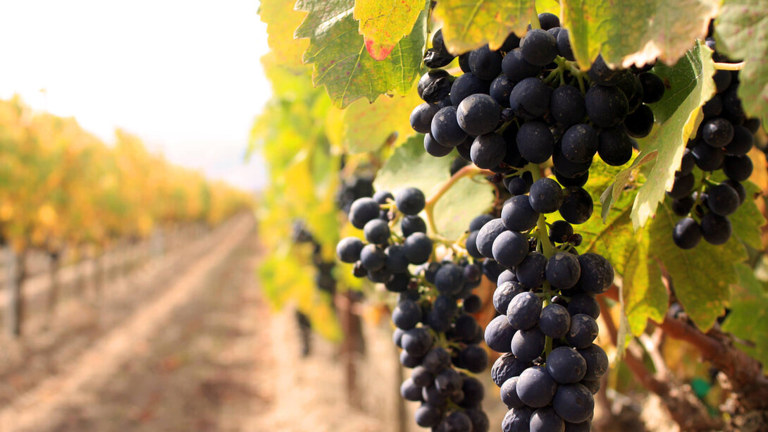 A Cannonau of Gallura vineyard