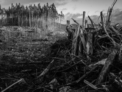 The beautiful forests being destroyed in Tasmania, Australia