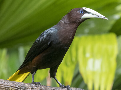 A Chestnut-headed Oropendola near Rancho Naturalista, Cordillera de Talamanca, Costa Rica.